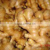 Fresh Ginger thumbnail-5