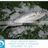 China Frozen Horse Mackerel Fish IQF Horse Mackerel thumbnail-1