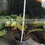 Zamia Furfuracea Bonsai Dia 8-20cm thumbnail-1