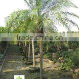 Phoenix Roebelenii thumbnail-1