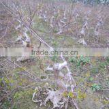 Lagerstroemia Indica Stump Bonsai Trees thumbnail-3