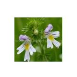 sell Eyebright Herb Extract