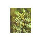 Boswellia Serrate Extract(rossonl@huacheng-biotech.com)