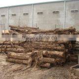 BEST PRICE - Acacia Timber - Eucalytus Timber - Timber Factory thumbnail-2