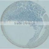 Embryo Slides , Frog Embryo Slides , Embryology Slides ,embryo Teaching Slides thumbnail-5
