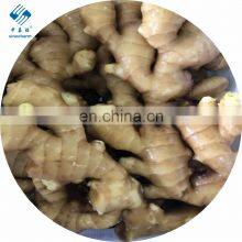 2020 Crop High Quality Fresh and Air Ginger thumbnail-1