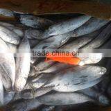 Frozen Bonito thumbnail-5