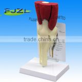 Plastic human section model of knee joint for teaching