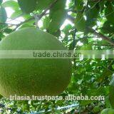 Pomelo thumbnail-3
