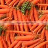 Carrot Powder thumbnail-1