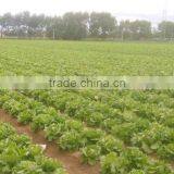Ball Lettuce Fresh Lettuce thumbnail-1