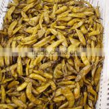 Good quality canned pickle green chili pepper