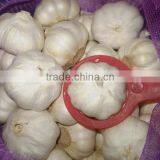 Fresh Indonesian White Garlic & Import China Pure Garlic, White Garlic, Ginger & Carrot thumbnail-5