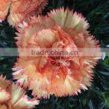 Cheap Big Carnations Heads for Wholesale thumbnail-4