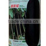 Black and Big Wax Gourd Good Vegetable Seeds for Open Field