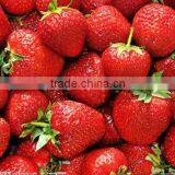 New City Bus School Buses thumbnail-2