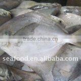 Frozen White Pomfret W/R thumbnail-1