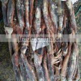 Frozen Whole Round Squid thumbnail-1