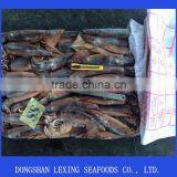 Frozen Illex Squid Whole Round