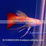 Guppy Fish Fish Farm For Sale and Export / Tropical Fish Exporter Thailand thumbnail-5