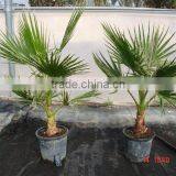 Washingtonia Robusta "Mexican Fan Palm" thumbnail-2