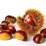 Quality Vegetables Fresh Delicious Chestnut Price Quality Chinese Exports