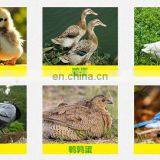 Automatic Chicken Egg Incubator For Sale thumbnail-7