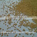 Amaranthus Seeds thumbnail-3