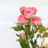 Colorful Sprayed Rose High Quality Fresh Cut Rose Flower thumbnail-3