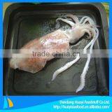 fresh frozen squid whole round