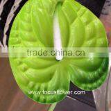 Best Anthurium Price Fresh Flower Hot Sale Anthuriums Plants From Wholesale Trading Companies thumbnail-3