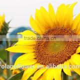home interior decoration cutting yellow light sunflowers from kunming yunnan