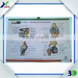 High Definition 3D Embossed Plastic Medical Wall Posters, OEM 3D Anatomical Charts