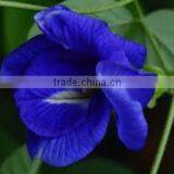 100% Herbal Butterfly Pea Flower Tea Indian Bulk Exporters thumbnail-4