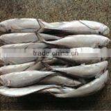 Hardtail Scad (Megalaspis Cordyla)