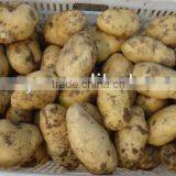 Yellow Fresh Potato With Good Taste thumbnail-2