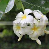 Natural Plant Plumeria Obtusa thumbnail-2