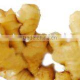 Large Quantity 2016 Fresh Organic Chinese Ginger