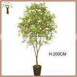 The Green Leaves of Artificial Maple Trees of the Fragrant Hills thumbnail-1