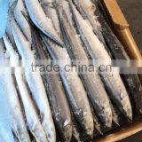 Low Price Seafood Frozen Saury thumbnail-1