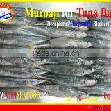 FROZEN W/R MUROAJI FOR TUNA BAIT thumbnail-6