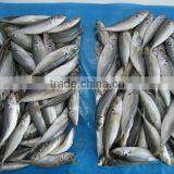 Sea Fish Frozen Horse Mackerel thumbnail-1