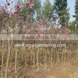 Magnolia Liliiflora (Red Magnolia)flower Trees thumbnail-4