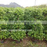 Ficus Panda 3 Steps Nursery High 1.6m thumbnail-1