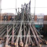 Chorisia.speciosa Outdoor Trees thumbnail-3