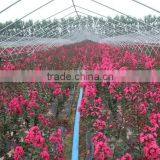 Lagerstroemia Indica Red Leaf Rose Color Flower thumbnail-3