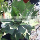 Agave Cupreata thumbnail-1