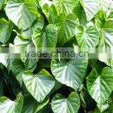 TINOSPORA CORDIFOLIA thumbnail-1