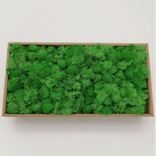 Guangzhou Manufacturer Fresh Preserved Moss Reindeer Moss For Wall Decoration