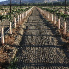 Baumschutzschild aus UV-behandeltem PP-Kunststoff (Correx) - Baumschutzschild für Jungbäume / Baum-Set / Baumschutzhülle - Blatt thumbnail-4